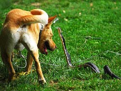 Фото № 393. Битва собаки и змеи продолжается уже несколько минут, но пока не очевидно, разорвет собака рептилию на части, или, наоборот, гадина нанесет псу смертельный укус, и тот умрет в страшных муках.
