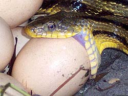 Фото № 414. Змея пытается проглотить яйцо, которое в несколько раз больше ее головы.