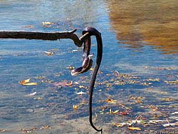 Фото № 415. Пока продолжается весенний паводок, эта змея не решается покинуть ветку дерева, на которой висит, так как сильное течение может не позволить ей добраться до суши вплавь.