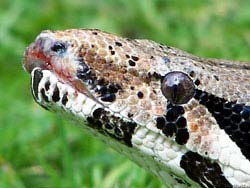 Фото № 498. Рыло змеи с близкого расстояния представляет не очень приятное зрелище.
