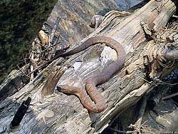 Фото № 540. Это одна из змей, которой удалось избежать безусловного и беспощадного истребления.