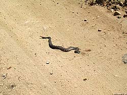 Фото № 541. На проселочной дороге, где периодически проносятся автомобили, змее находиться не менее опасно.