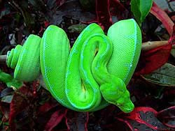 Фото № 542. На фоне красных листьев ядовито-зеленая змея смотрится очень колоритно.